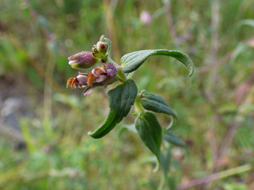 Odontites vernus